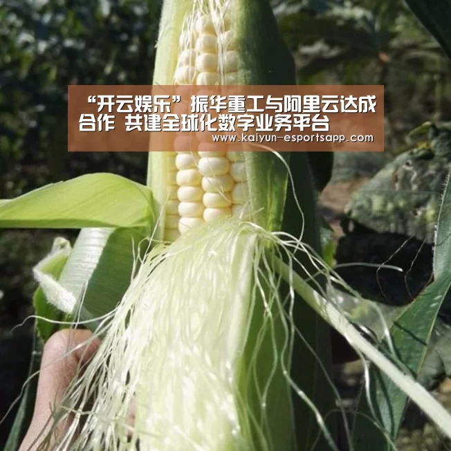 开云娱乐